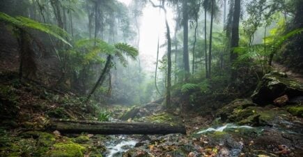 Twin Falls hike in the Springbrook National Park, Queensland, Australia