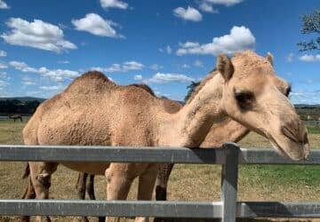 a camel at a fence at summer land camels scenic rim.