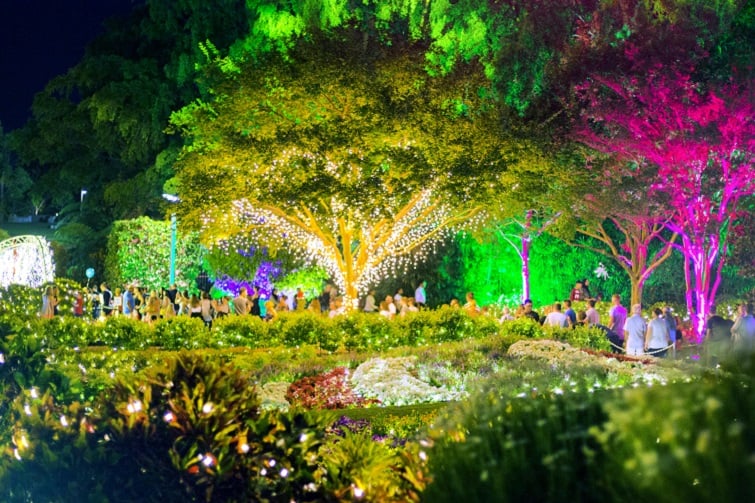 The Enchanted Garden event images of fig tree illuminated by hundreds of fairy lights and coloured lights. 