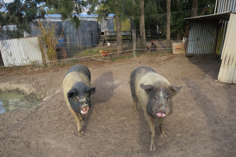 brisbane's best animals farms, pigs and farm animals. 