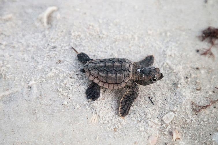 Little turtle hatchling on sand. 