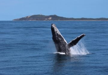 Whale breaching off Moreton Island coast