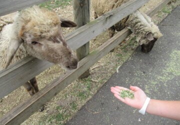 Child's hand outstretched feeding sheep at White Ridge Farm.