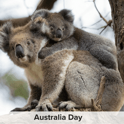 Koala symbolic of Australia Day