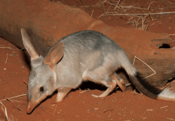 bilby, australian marsupial