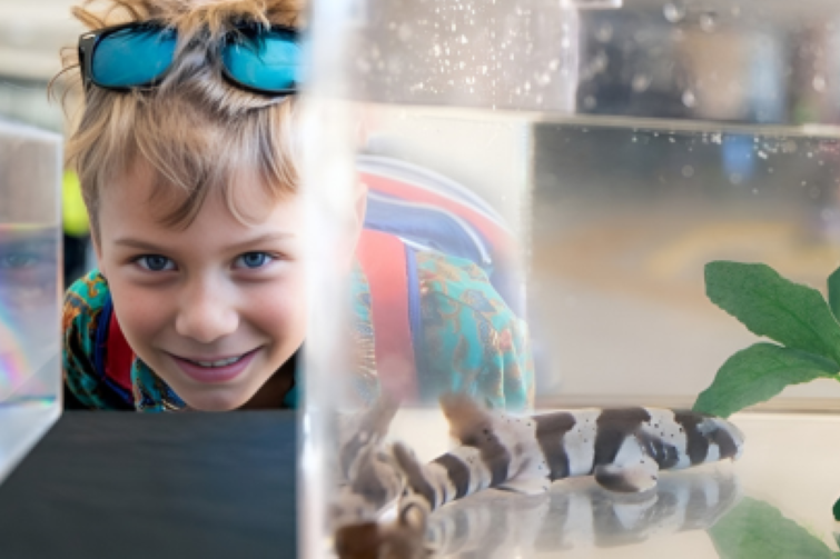 Kids carnival event image of in the deep boy looking at sea animal in a tank.